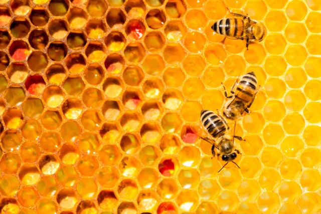 Three bees on honeycomb, ESG global vision, ESG, ESG law, ESG lawyers