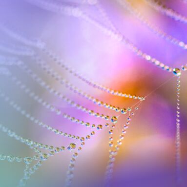 Dew on spider web