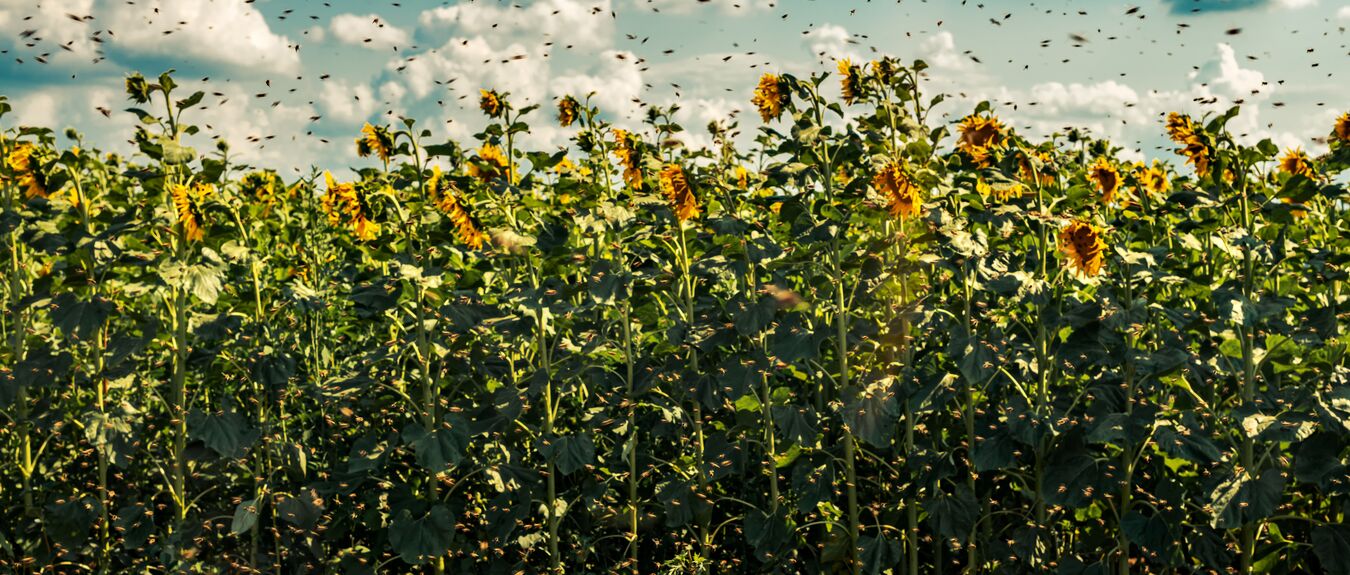 Beehives in sunflower field with many bees flying around and collecting pollen from blooming crops