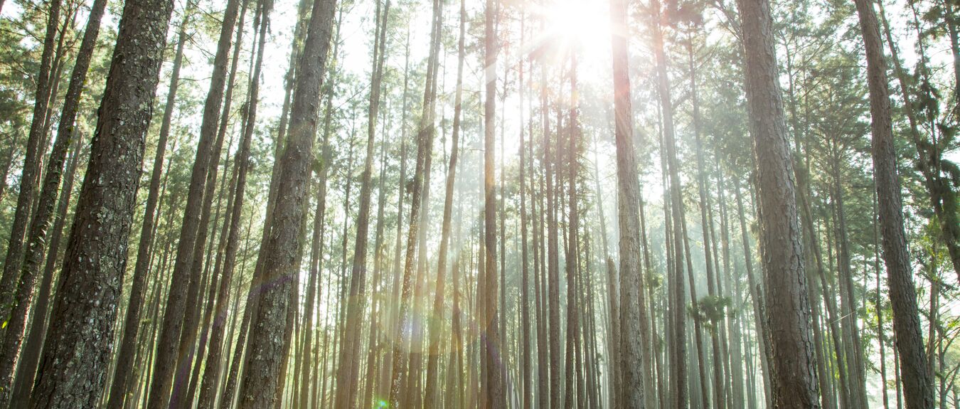 Competition of pine trees To sunlight necessary to sustain life ESG Environmental Social Governance Sustainability