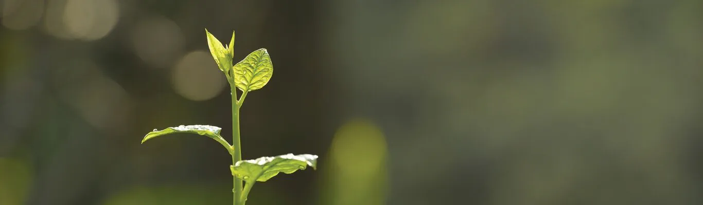 image_1