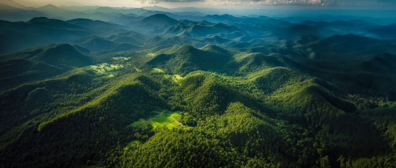 rainforest
